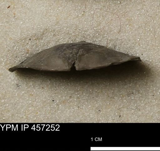 Pholidostrophia iowaensis
