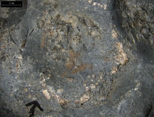 Aplocoma damesii