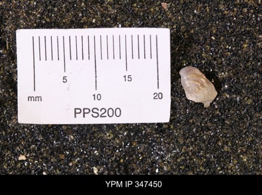Limopsis striatopunctatus