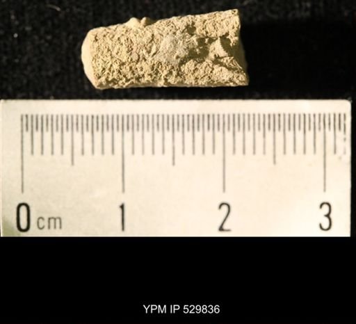 Pseudorthoceras knoxense