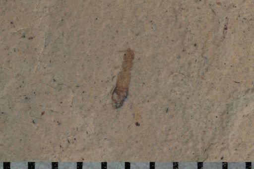 undet. Staphylinidae