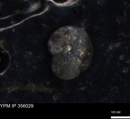 undet. Foraminiferida