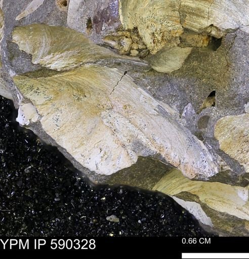 Protocardia?
