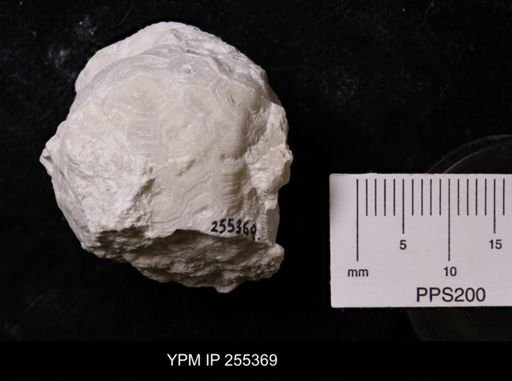 Sphaerospongia permotessellata