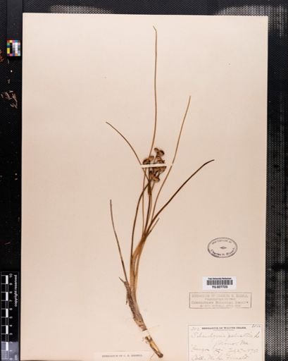 Scheuchzeria palustris