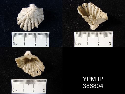 Meekella grandis
