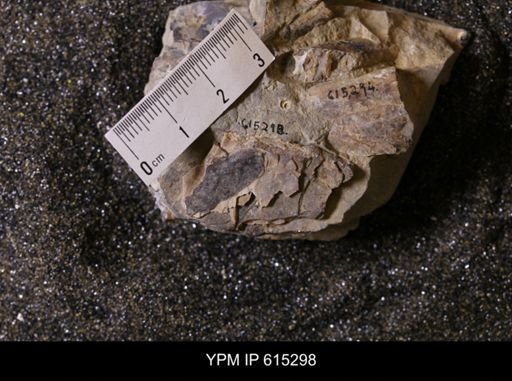 Baculites sp.