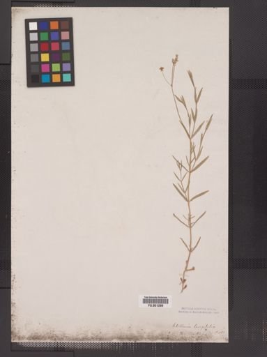 Stellaria longifolia