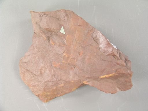 Cyperites