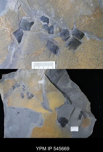undet. Eurypterida