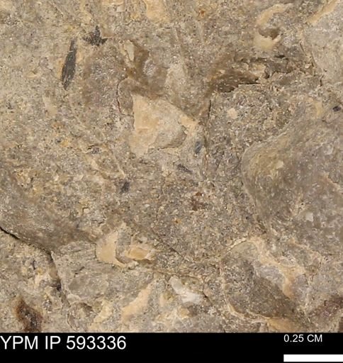 undet. Bivalvia