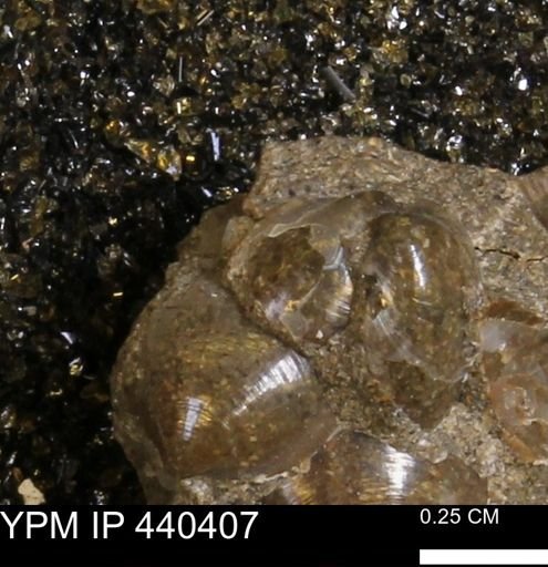 Protocardia subquadrata