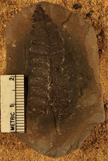 Pecopteris
