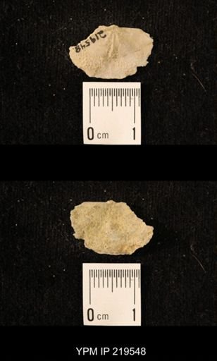 Chonetes granulifer