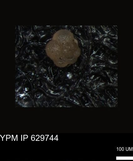 undet. Foraminiferida