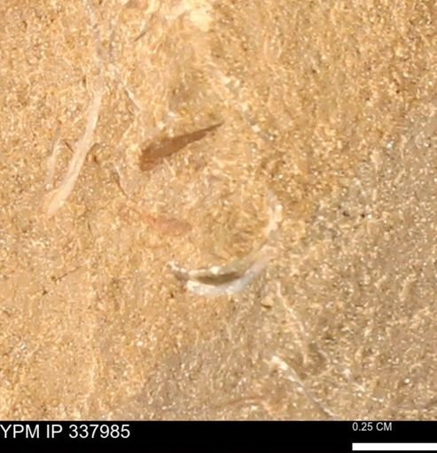 undet. Bivalvia