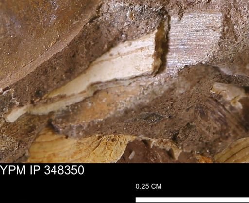 undet. Bivalvia