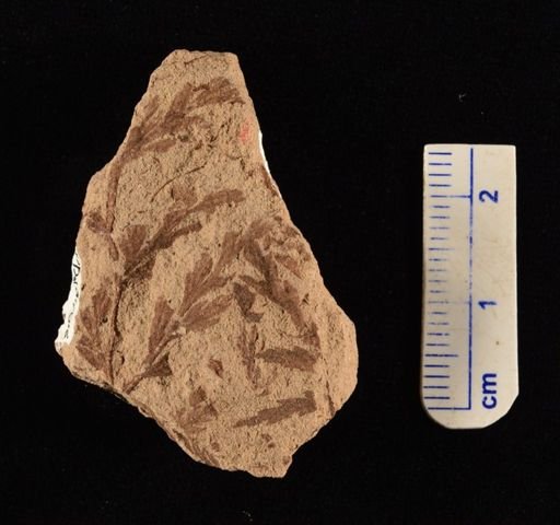 Thyrsopteris brevifolia