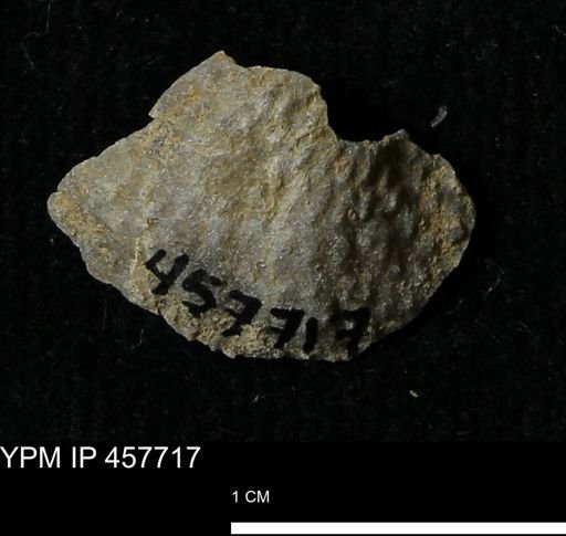 Helaspis sp.