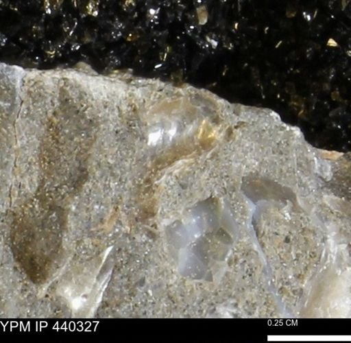 undet. Bivalvia