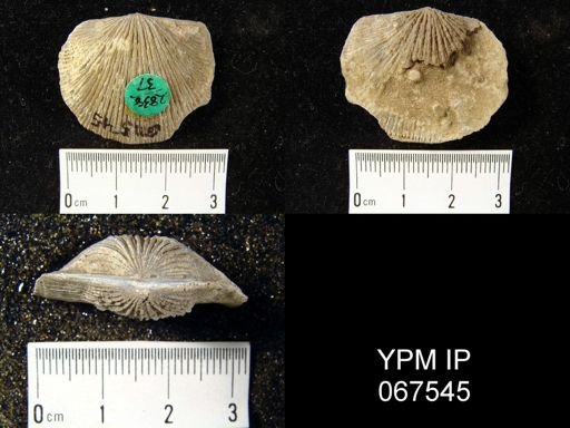 Orthostrophia strophomenoides