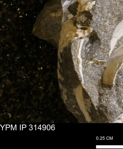 undet. Mollusca