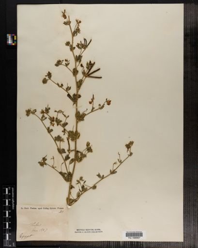 Plantae