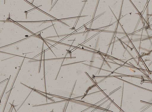 Ecionemia walkeri