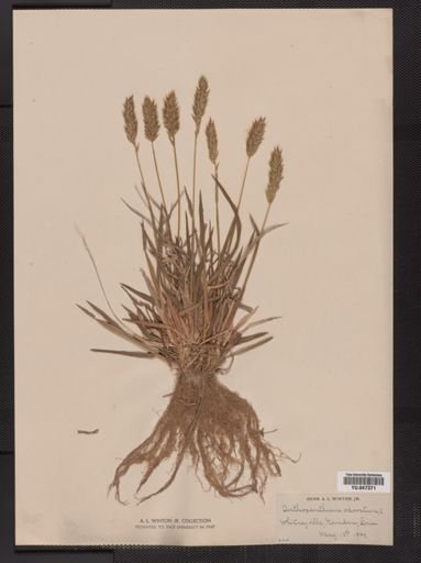 Anthoxanthum odoratum
