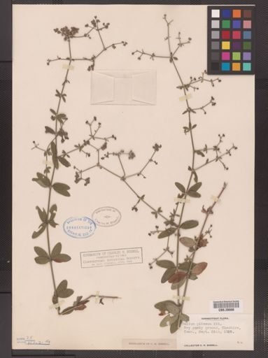Galium pilosum