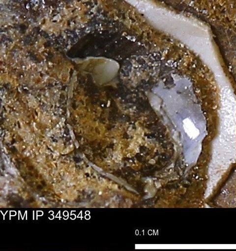 undet. Gastropoda