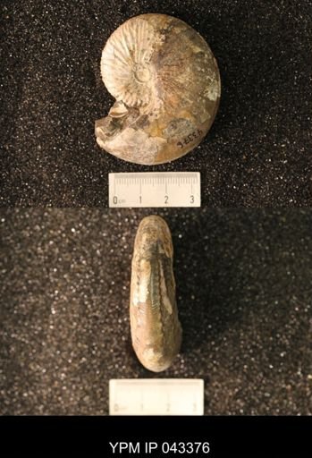 Hoploscaphites nicolletii