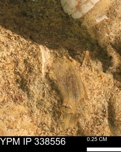Protocardia subquadrata