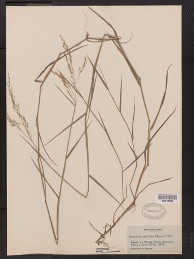 Glyceria pallida