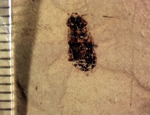 Coleoptera?