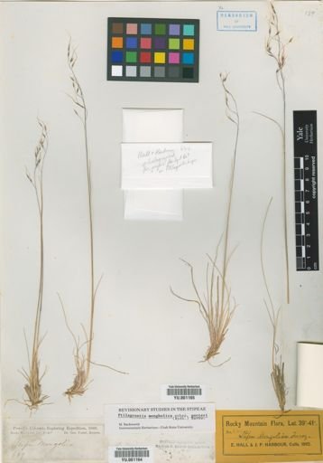 Ptilagrostis mongholica