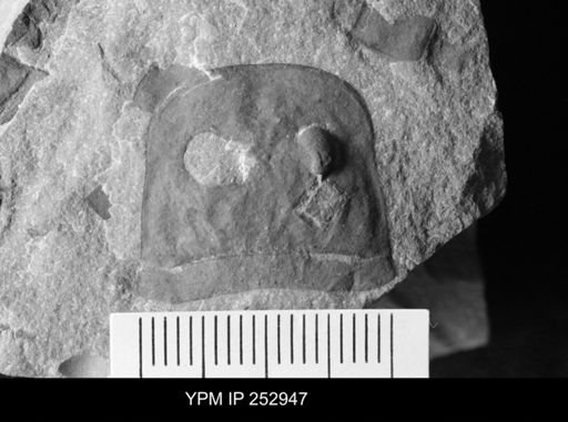 Eurypterus sp.
