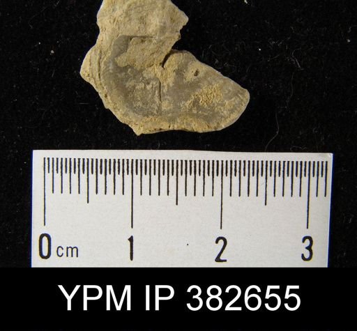 Schuchertella?
