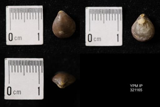 Dielasma sp.
