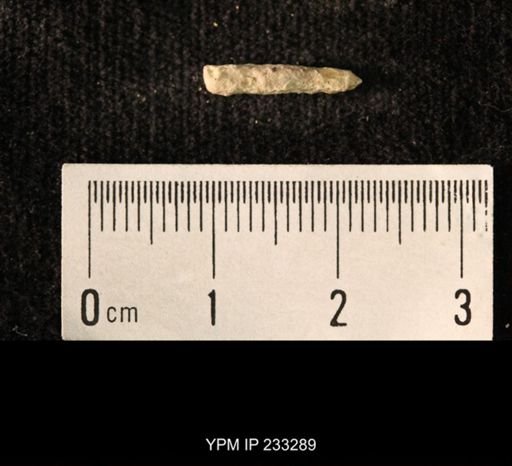 Archaeocidaris sp.