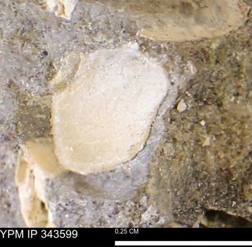 undet. Bivalvia