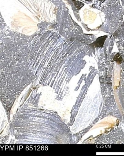 Limopsis striatopunctatus