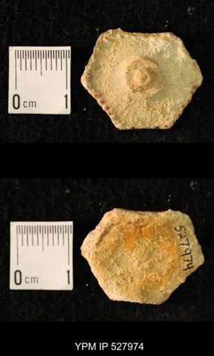 Archaeocidaris sp.