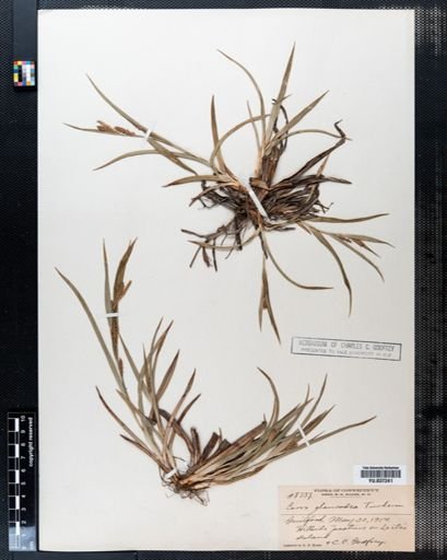Carex glaucodea