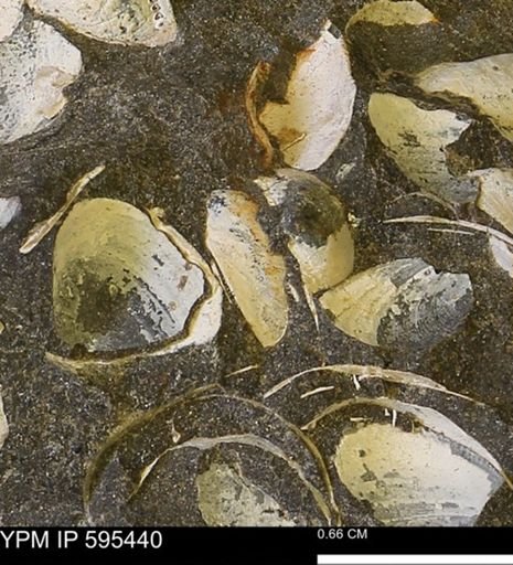 Protocardia sp.
