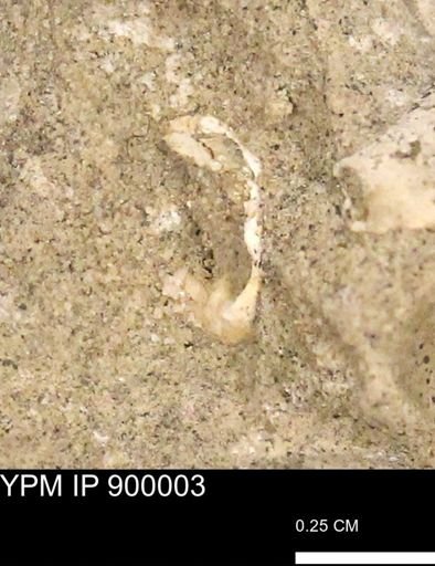 undet. Mollusca