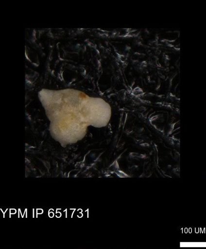 undet. Heterohelicidae