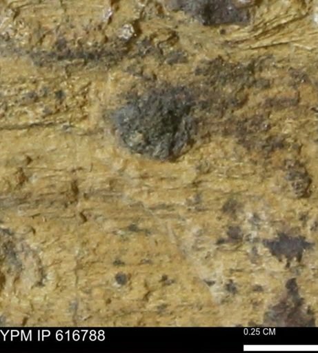 Teredo sp.
