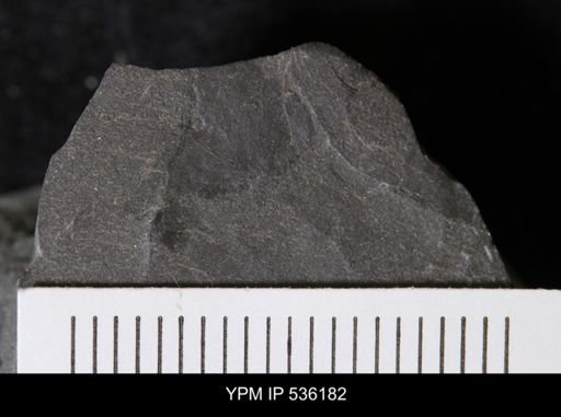 undet. Eurypterida