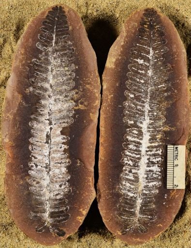 Pecopteris unitus